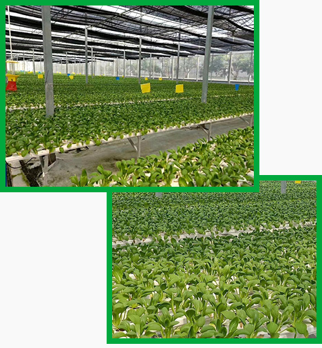 種植養(yǎng)殖基地直供